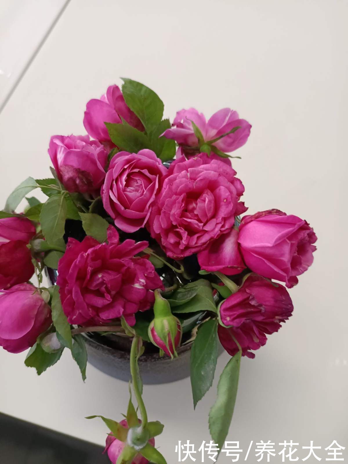 玫瑰原来是月季，养了这么久，还不知道名