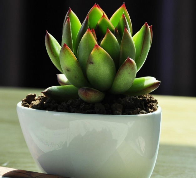 肯定有很多人都喜欢多肉植物吧，今天教你如何种植多肉植物！