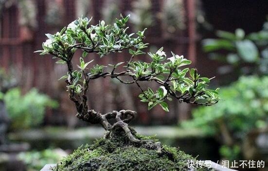 盆景十大名贵树种,你认识几种!