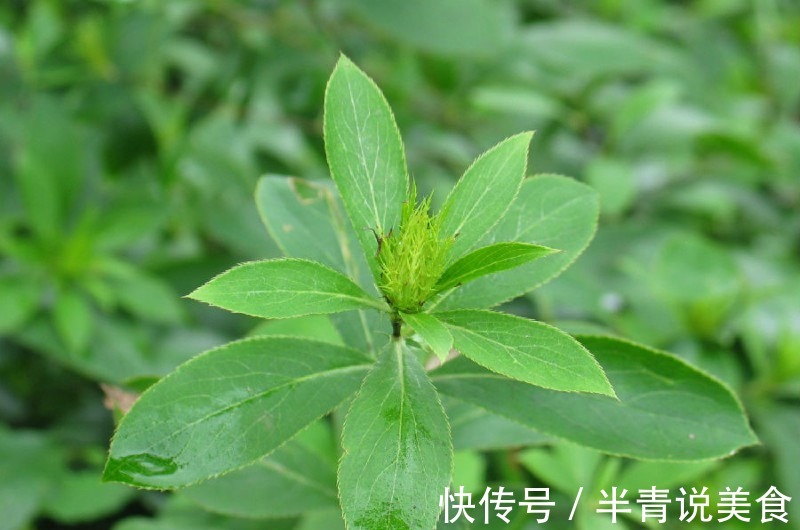 苍术|乡下常见的三种食物,外表很普通,增强体质,有很高的养生价值!