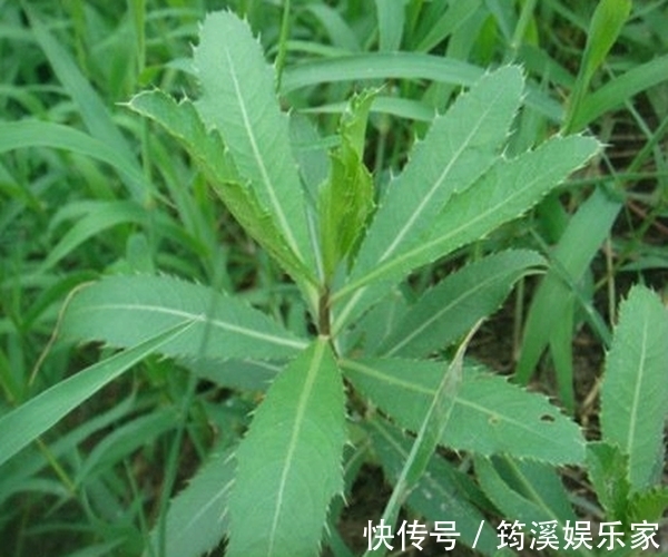 野草|农村的这一种“救命草”,以前被人嫌弃,殊不知竟竟是养生良药!