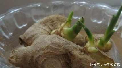 家里生姜发芽了别扔丢水里,长的比富贵竹还好看