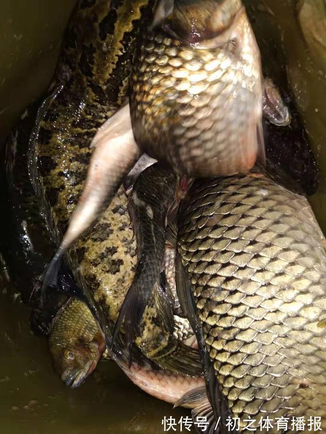 鲫鱼|秋季钓大鲫鱼攻略，找准它们活跃的地方，常规饵料即可
