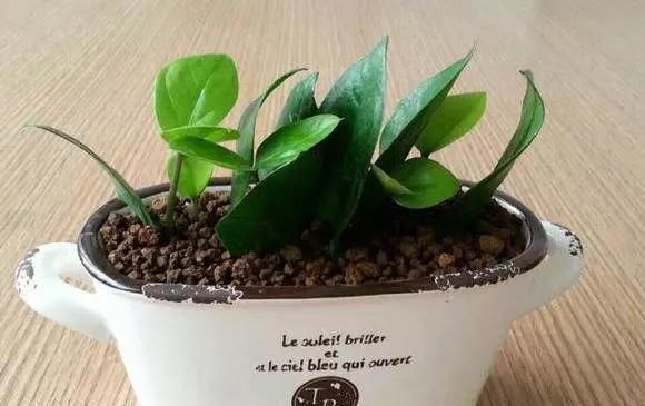 蟹爪兰|养花爱好者看过来这15种花现在“扦插”,生根快,一个周就长芽