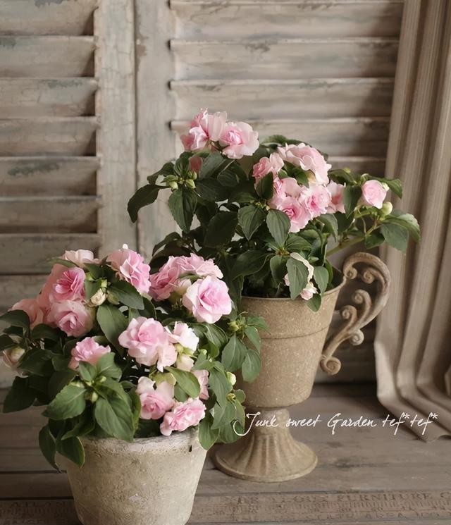 角落|嫌丑扔阴暗角落一个月,看到它开出的花,我后悔莫及!