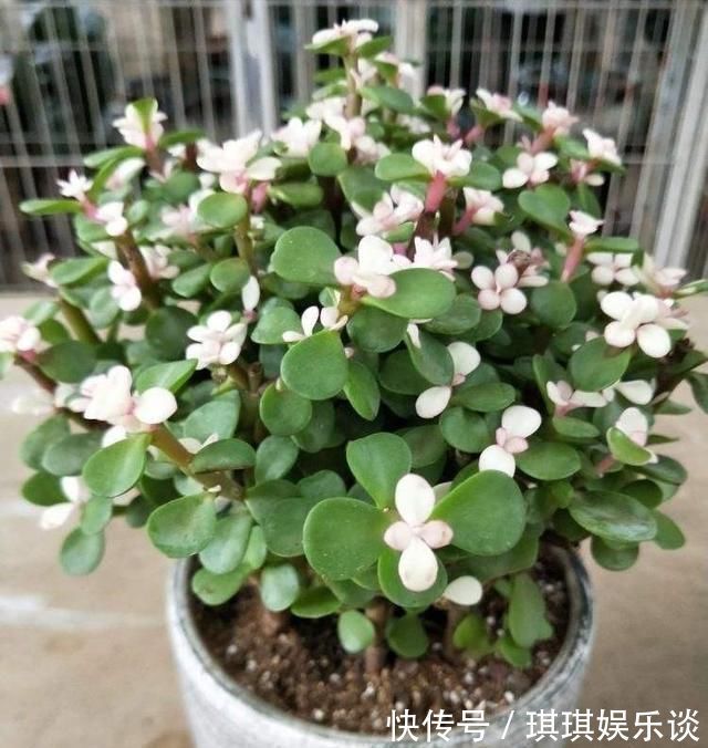 金枝玉叶掉叶子怎么办金枝玉叶叶子一碰就掉原因及解决方法