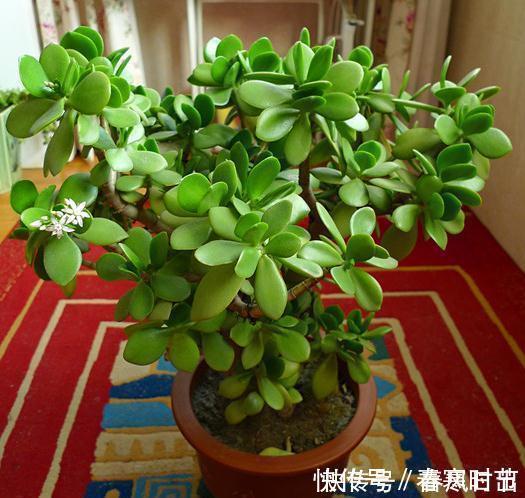 发芽|家里养4种花，叶子掉盆里，15天生根发芽，1盆能变20盆，好养活