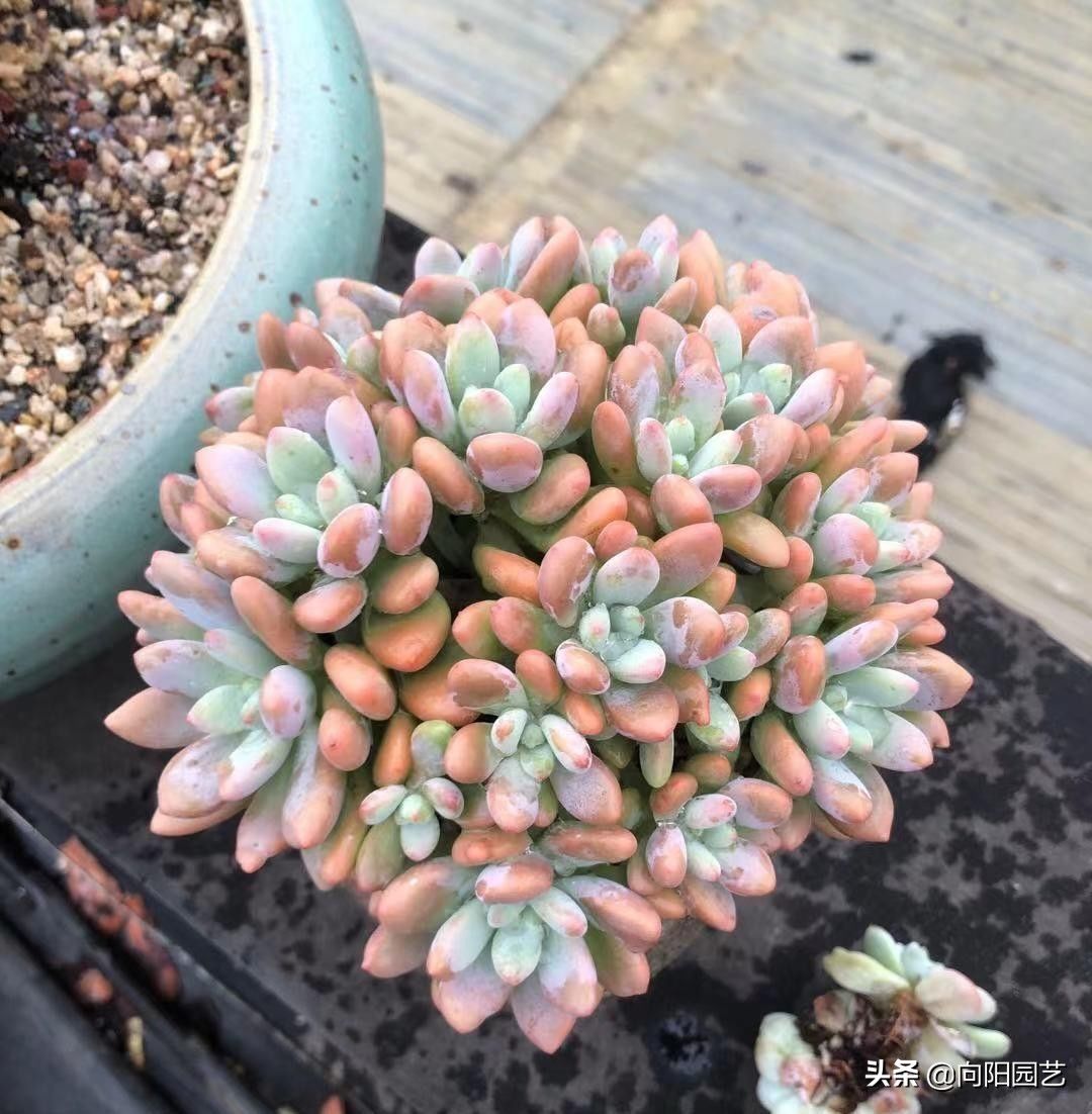淡雪|最受欢迎的10大多肉品种，颜值很高，深受花友喜欢，你养了吗
