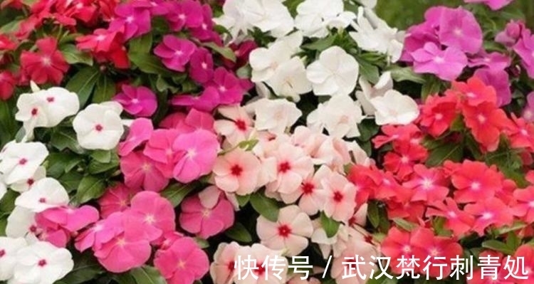 牡丹花|4种花超漂亮,生命力很顽强,沾土就开花,爆盆很漂亮