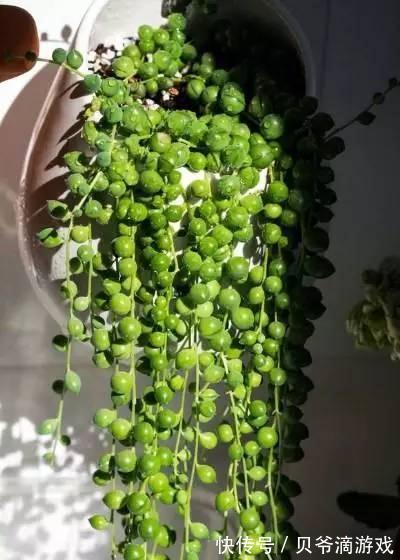 普货|水和光多少是适量,50种常见多肉植物度夏攻略