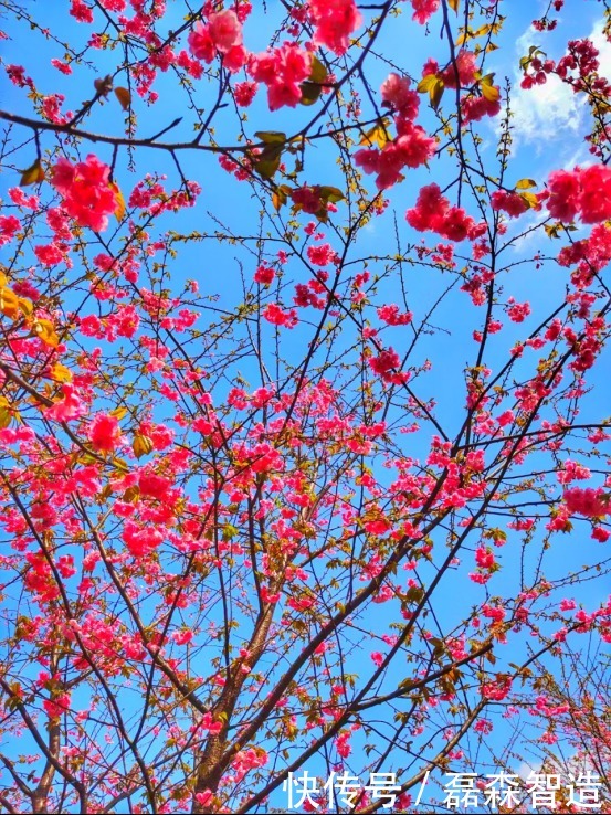 老年|云南省罗平县:春花竞相开放 相映成趣