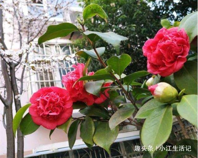 给花卉换盆时,底下垫点“小玩意”,不烂根,营养高,比施肥强!