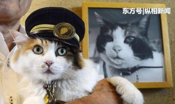 丧心病狂 日本猫岛遭人恶意投毒 70只猫咪口吐白沫死亡 快资讯