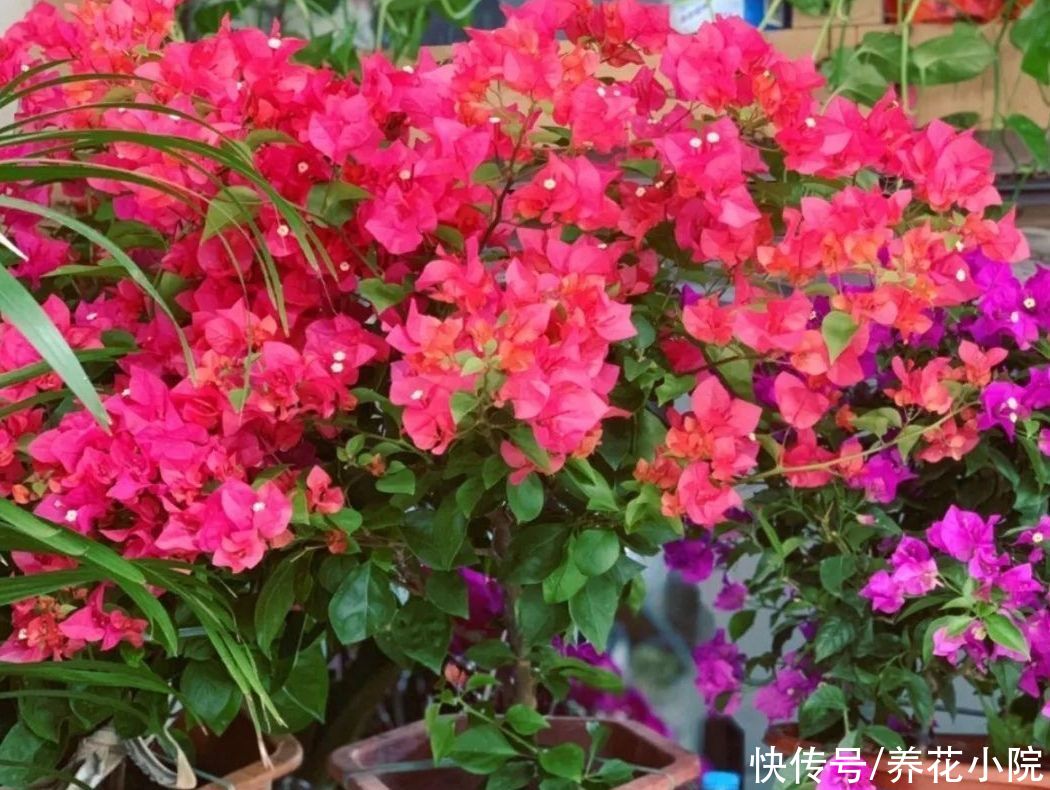 枝条|三角梅有“3喜1怕”，想要开花满盆，就要这么养