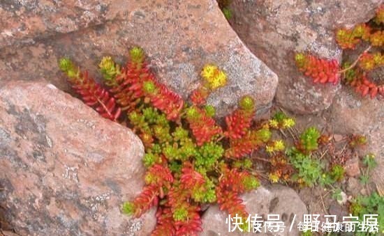 光照|多肉惯着养，早晚变成“大白菜”，饥渴3个月，状态美成仙！