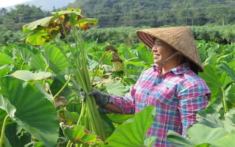 降血压|常吃这几种野菜，能够降血压降血脂，功效超多，很多人却不知道