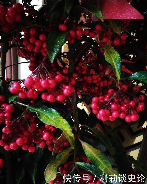 红彤彤的年宵花,吉利的大盆栽,一招做不对,稀里哗啦黄叶子