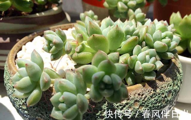 这四种花是“旱鸭子”,叶片干焦也别急着浇水,旱养才能顺利开花