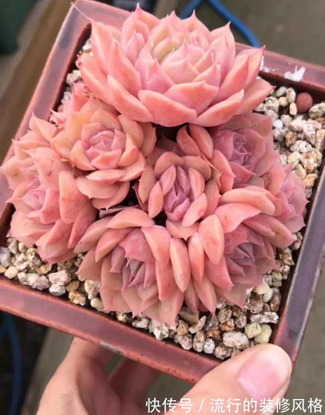 君子兰|8种花夏天不能买，买回来就死，白浪费钱