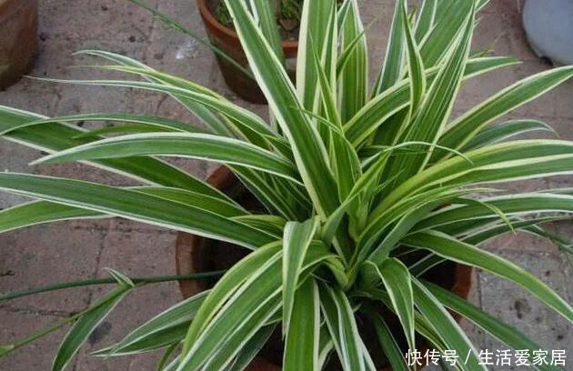 叶子|金边吊兰这样养,不用买就能种,叶子大颜色漂亮,一年长爆盆!