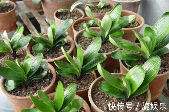 君子兰肥料给劲长得旺,这几种好肥料不能少,加一点就蹭蹭爆盆