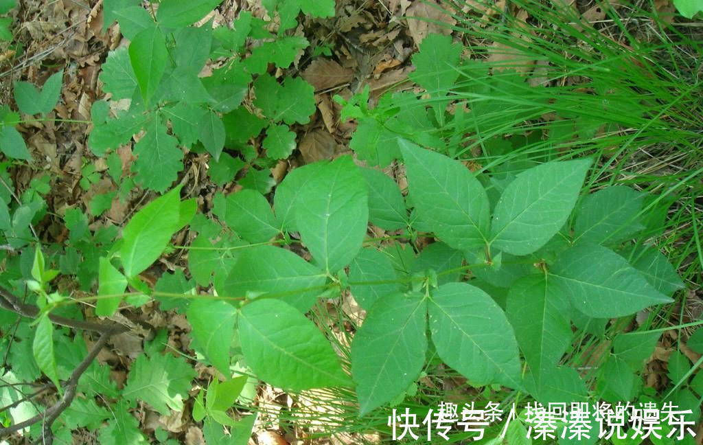 味道|儿时爱吃的3种野菜,如今已成餐馆招牌菜,味道独特,有益健康!