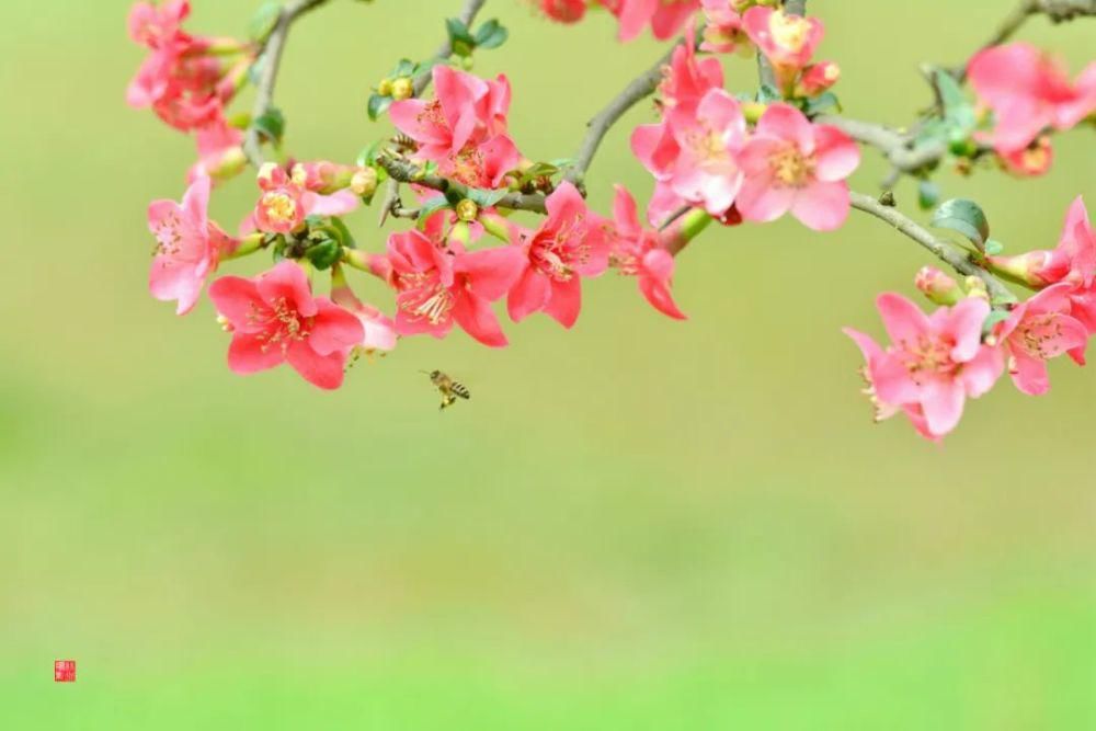 这个季节赏花踏青刚刚好~