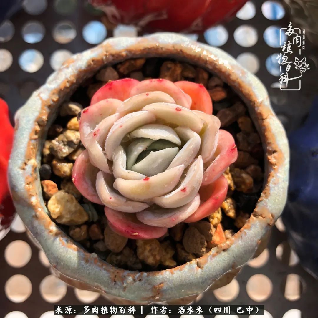 时间是多肉最好的滤镜！附个人养护经验！