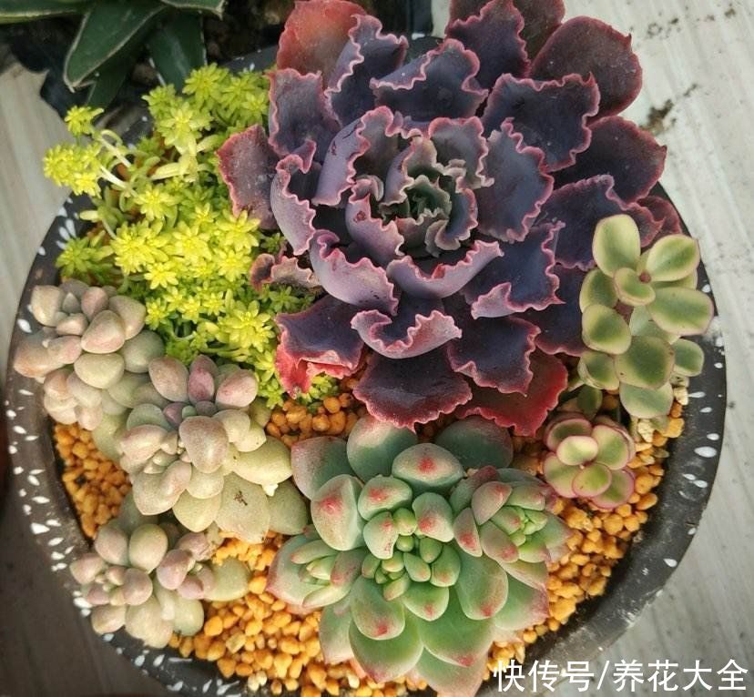 关于多肉拼盘,4个要点不能忘,不然很难养好
