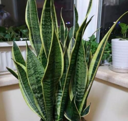 常春藤|4种富贵花,添福添贵添好运,开满整个花盆,快养起来吧!