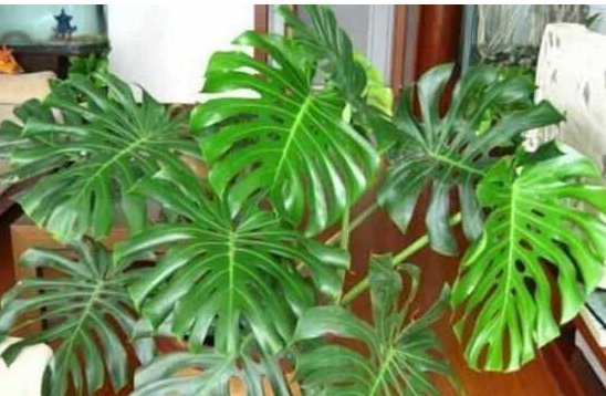 这5种花耐阴又好养,净化空气一级棒,家里养1盆,异味都消失