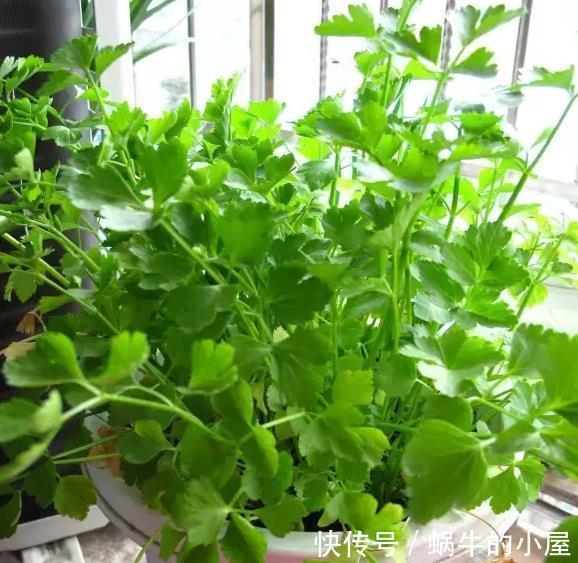 蔬菜|阳台种菜的技巧，看我家阳台的菜，都不用去菜市场了