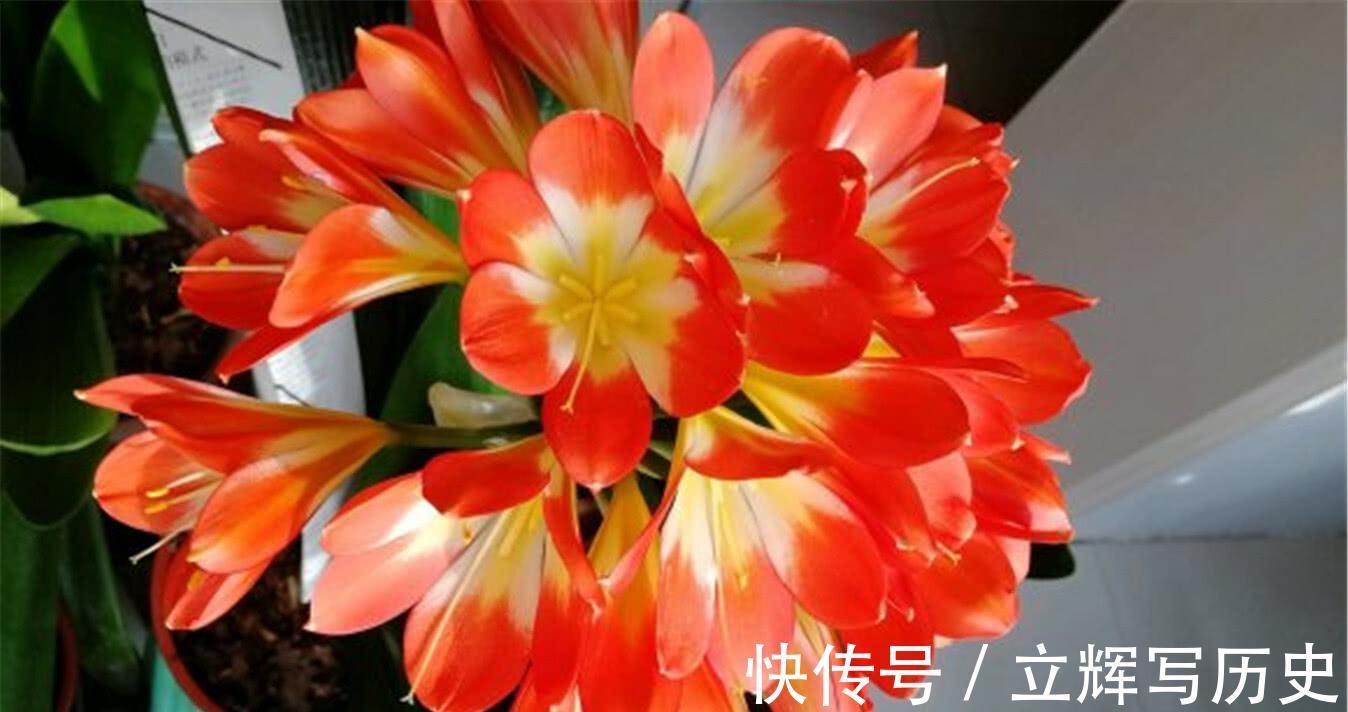 16种花被誉为冬日里的“开花机器”,喜欢就可以养起来,又美又香