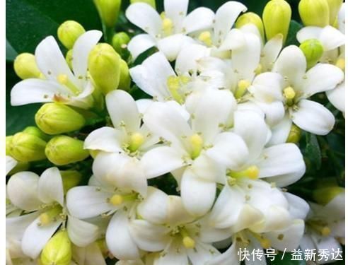 绿萝|别再养绿萝了，此花堪比空气净化器，沾土就活，比茉莉还要香