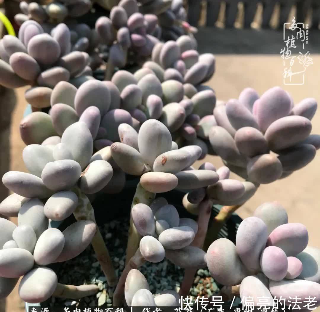 养花|一种爱好就是一种境界,养花养多肉可以培养一个人的心境!