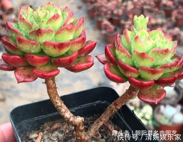 石楠树|秋季养多肉,抓住这2点,个个饱满出状态