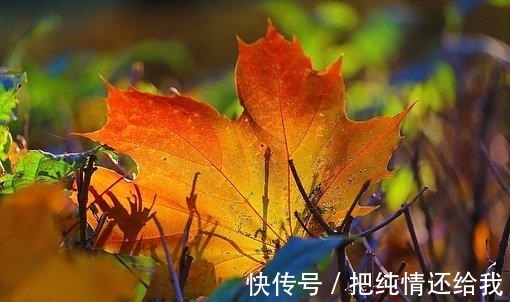 旧爱|3天后,相思彻骨,真爱靠近,重修旧好,旧爱奔来,共度余年