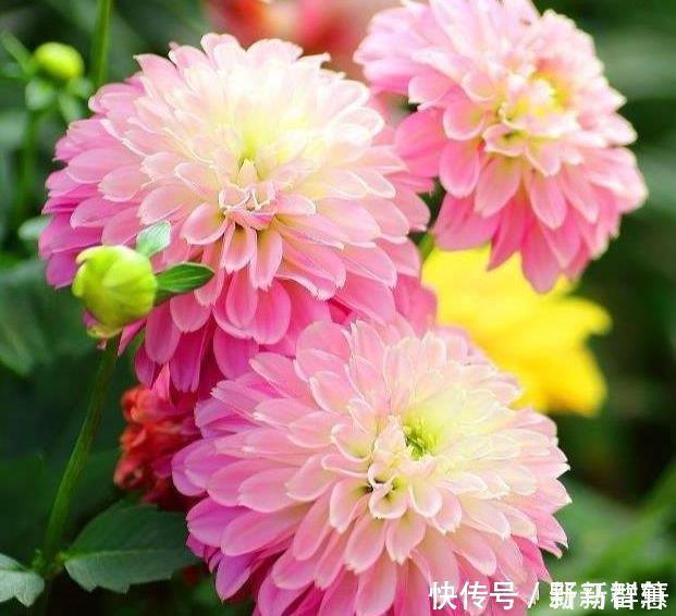 种花|4种花最适合懒人养,不用管也能开花爆盆,一年四季都赏花