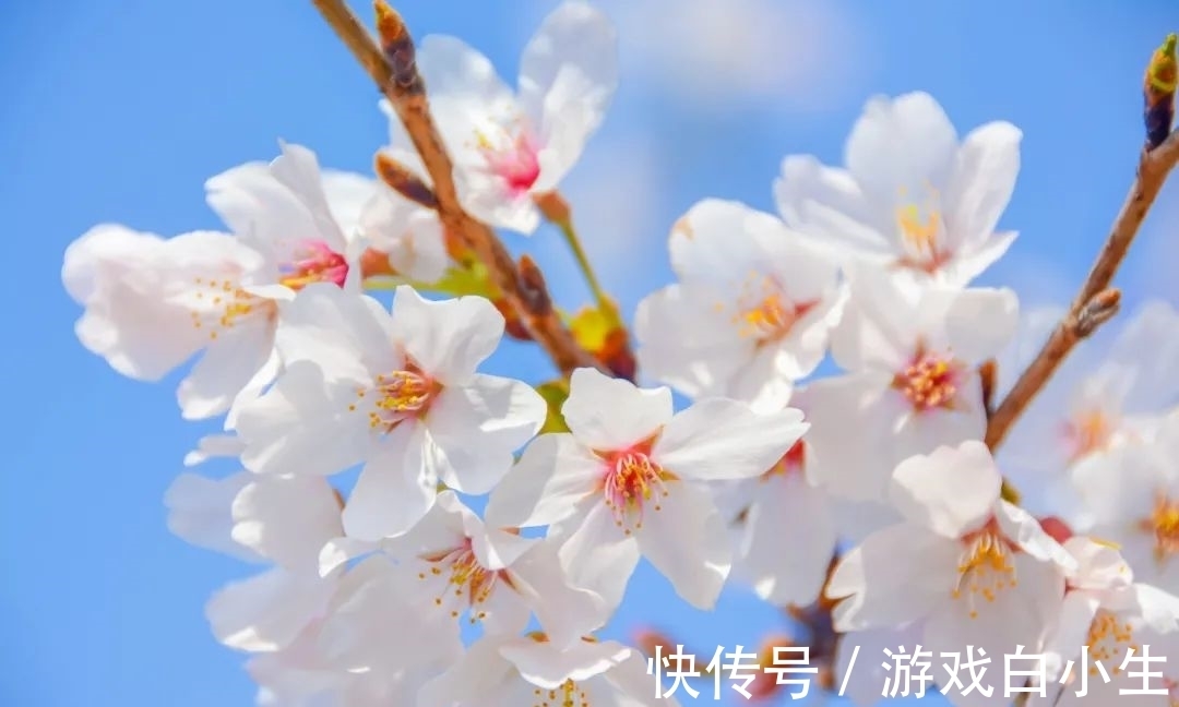 唐·李白&春风不畏寒