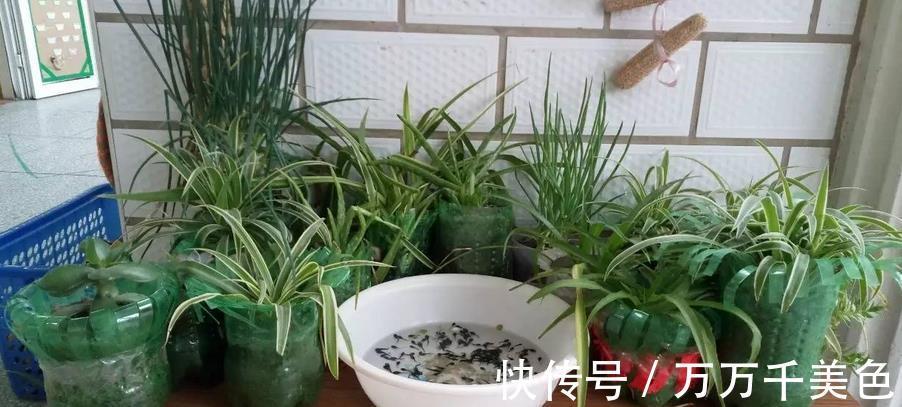 植株|如何兼顾养花和环保?改造下塑料瓶,用着乐趣多又省钱,效果好