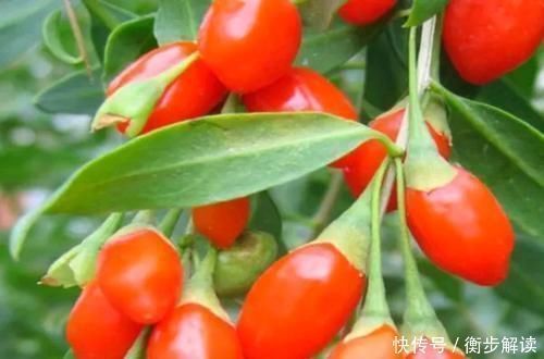 天然“雄性激素”被找到,男人平常多吃一些,滋养肾脏,更有活力