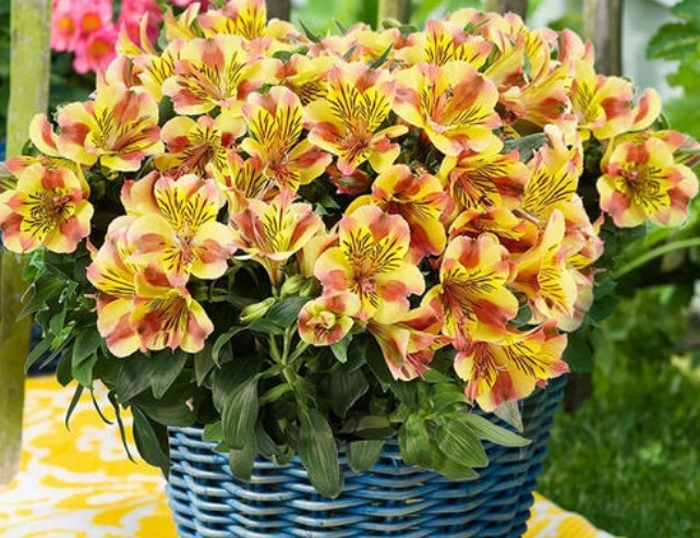 1种香水花,花开似“蝴蝶”,耐寒耐旱、好养活,新手也能养爆盆