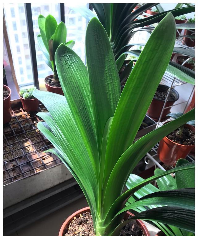 施肥|4种“富贵花”，7月要“穷养”，天气凉了就猛长