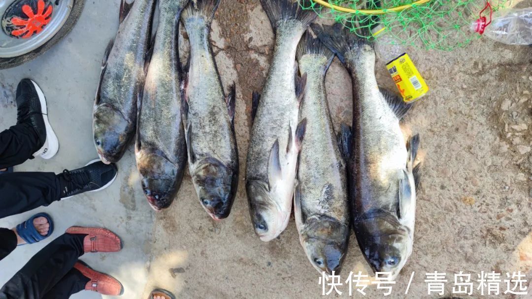 崂山水库开闸放水！一米长的大花鲢随处可见