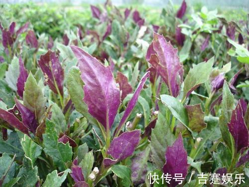 野菜|农村到处都是宝,3种野菜,养肝护肝,降肝火,肝好,女人显年轻