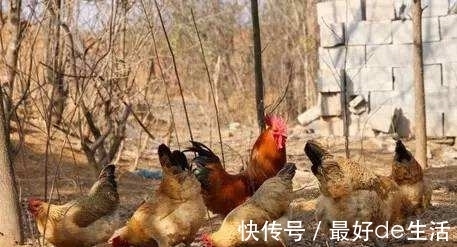 缓解|哪些食物能缓解类风湿性关节炎患者的症状?