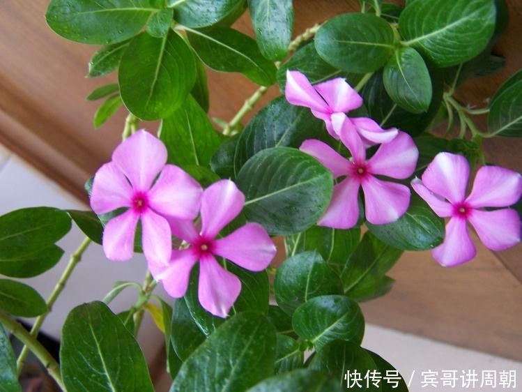 365天都在开花，2种花卉，开花能力强，一开开一年