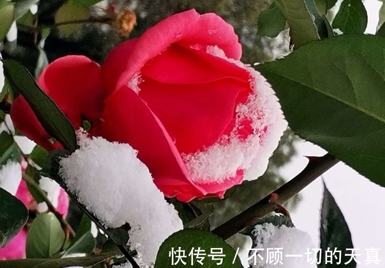 盛荣!七律 辞别2021 迎接2022(外六首)