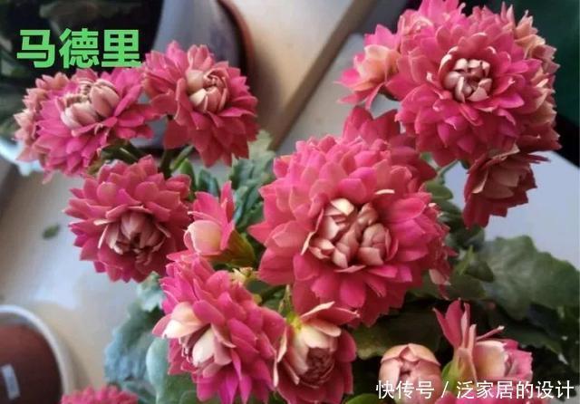 花友们,这花越养越上瘾,入坑成了品种控,家里开成花海洋