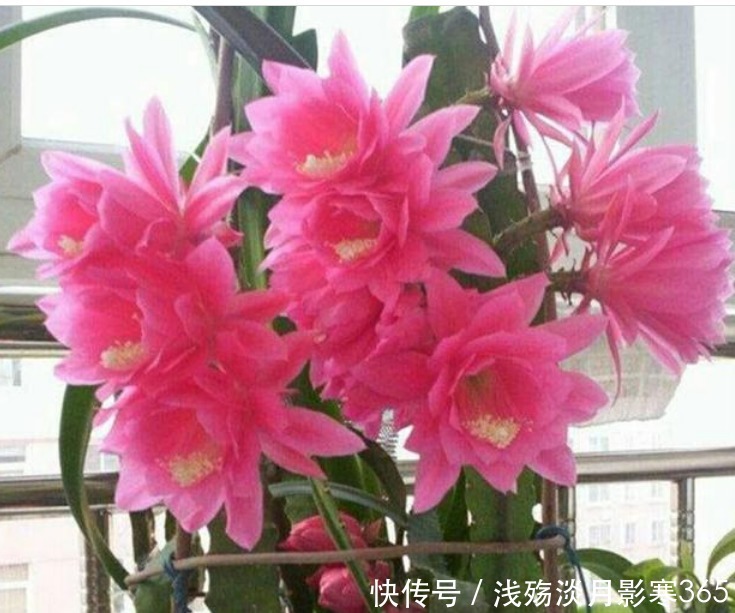 3种花“快入盆”，插土里就活，1盆轻松变10盆，夏天就开花！